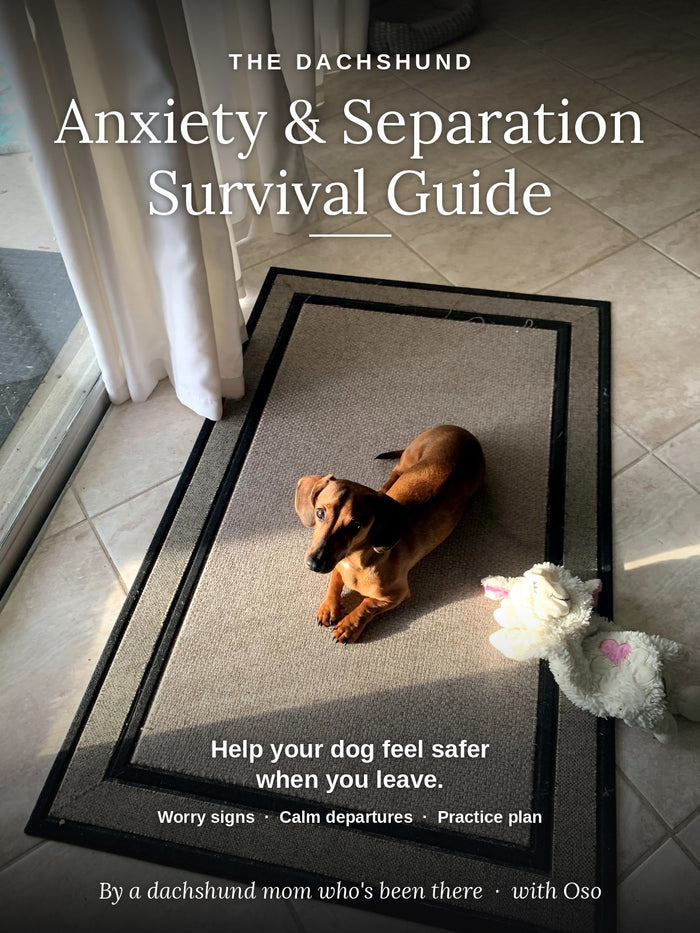 The Dachshund Anxiety & Separation Survival Guide