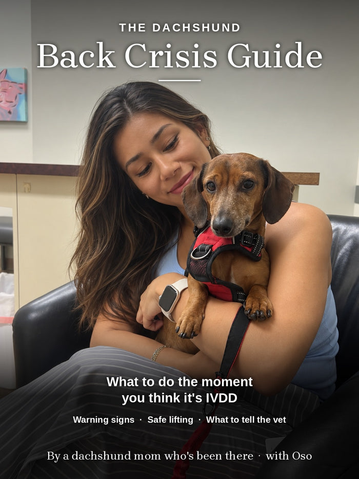 The Dachshund Back Crisis Guide