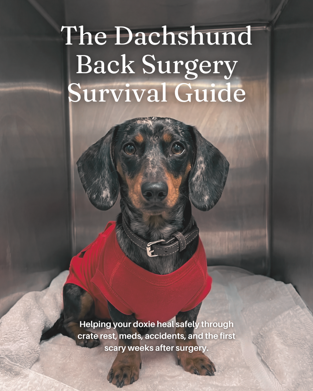 The Dachshund Back Surgery Survival Guide