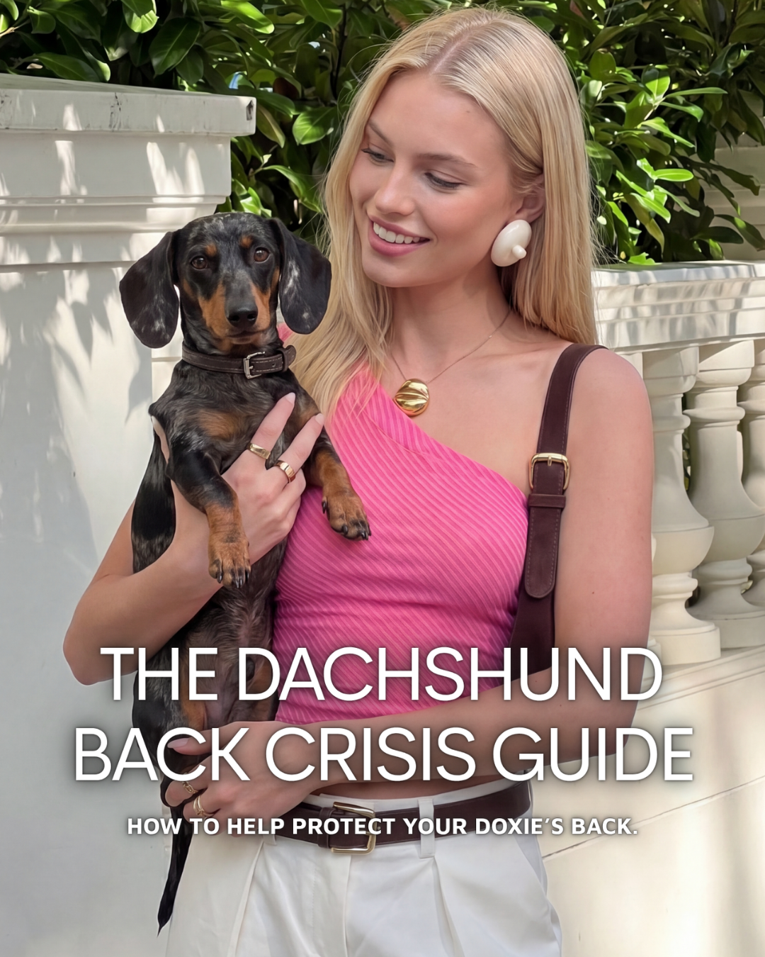 The Dachshund Back Crisis Handbook