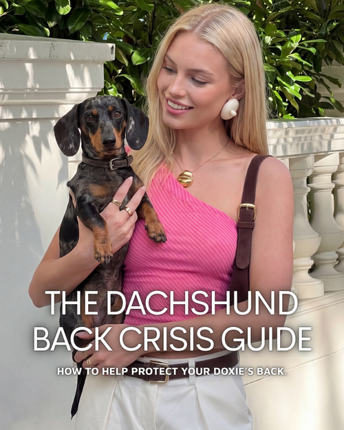 The Dachshund Back Crisis Handbook